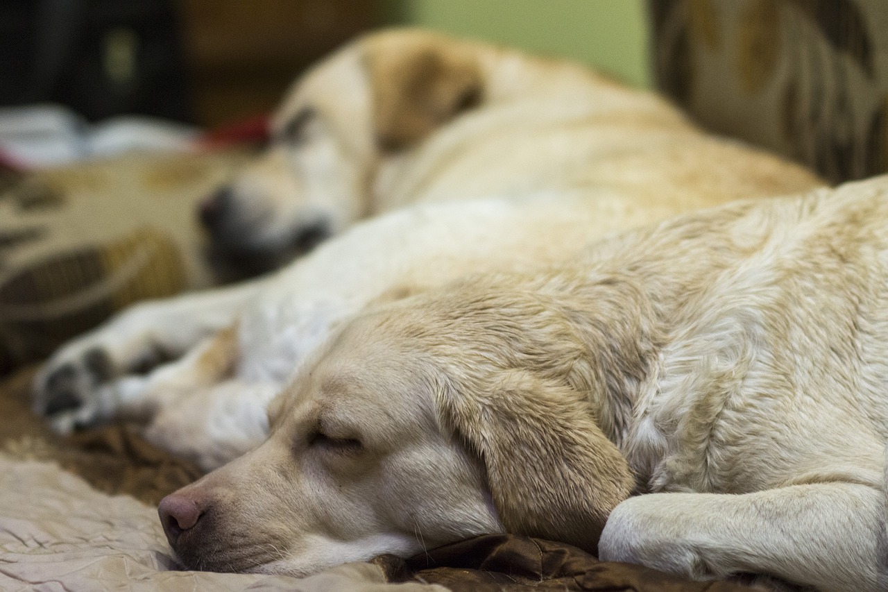 cama para labrador retriever