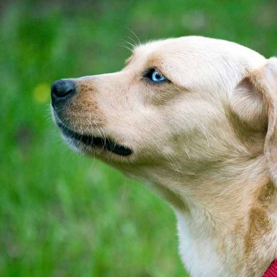 labradores de ojos azules