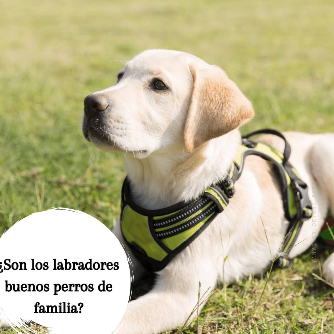 ¿Es el labrador una buena raza de perro para tu familia?