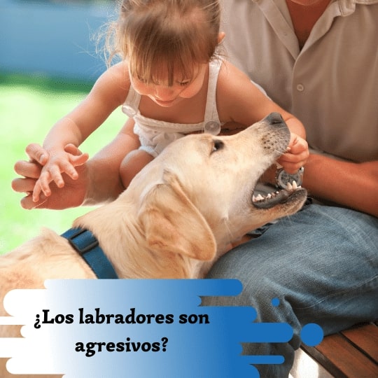 ¿Los labradores son agresivos?