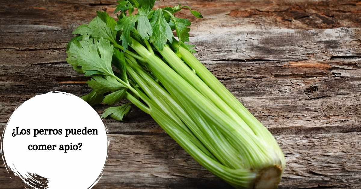 ¿Los perros pueden comer apio? ¿Es saludable para ellos?
