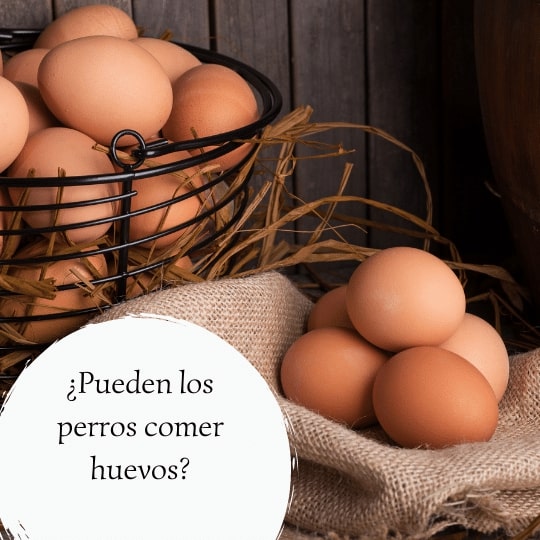 ¿Pueden los perros comer huevos? Guía para alimentar al perro con huevos de forma segura