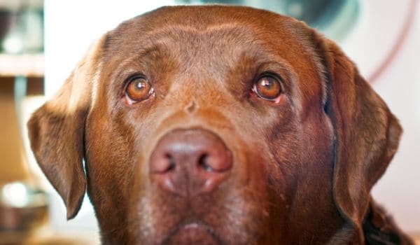 los perros tienen vision nocturna