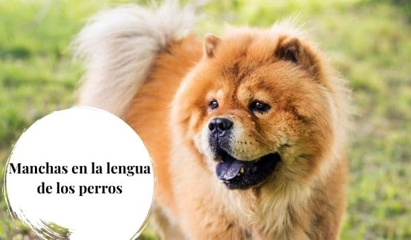  mancha negra en la lengua