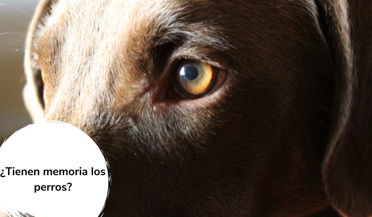 ¿Tienen memoria los perros?