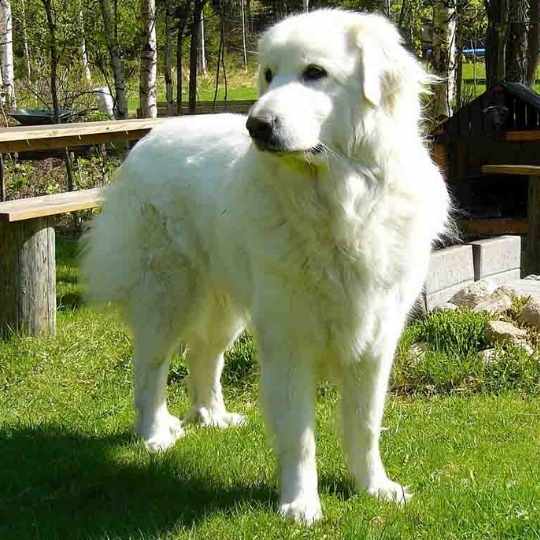 mezcla del Labrador y Gran Pirineo