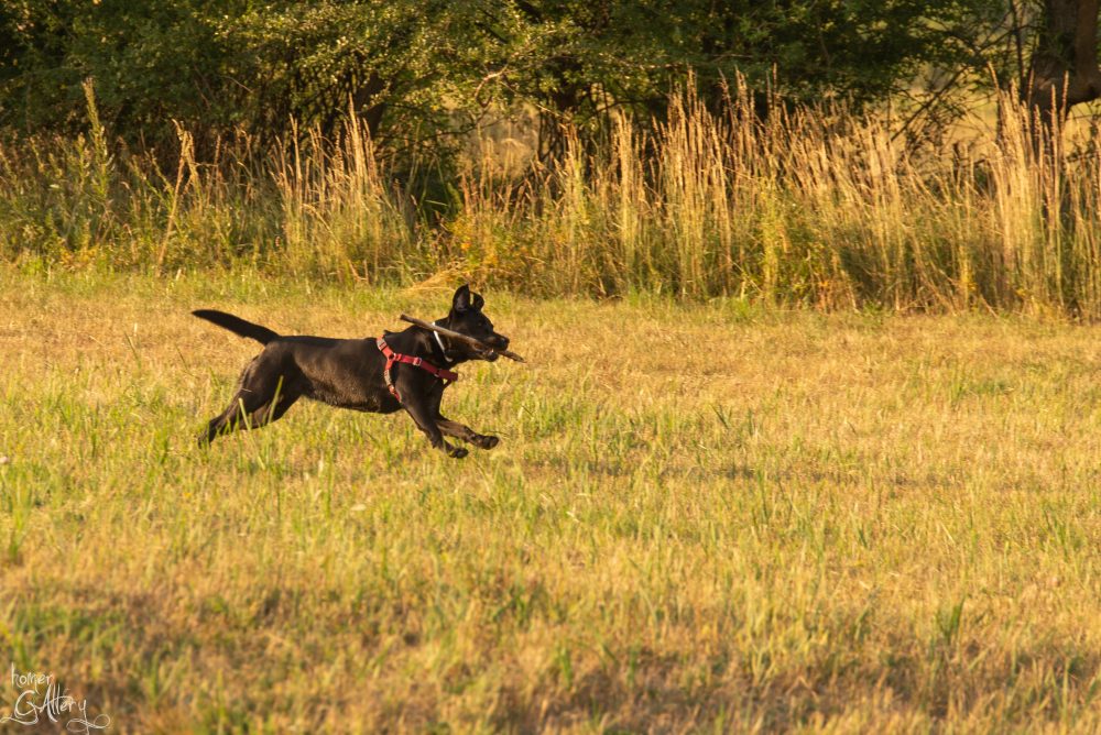 Enfermedades a las que son propensos la raza de Labrador Retriever