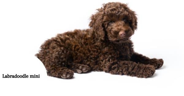 mini labradoodle