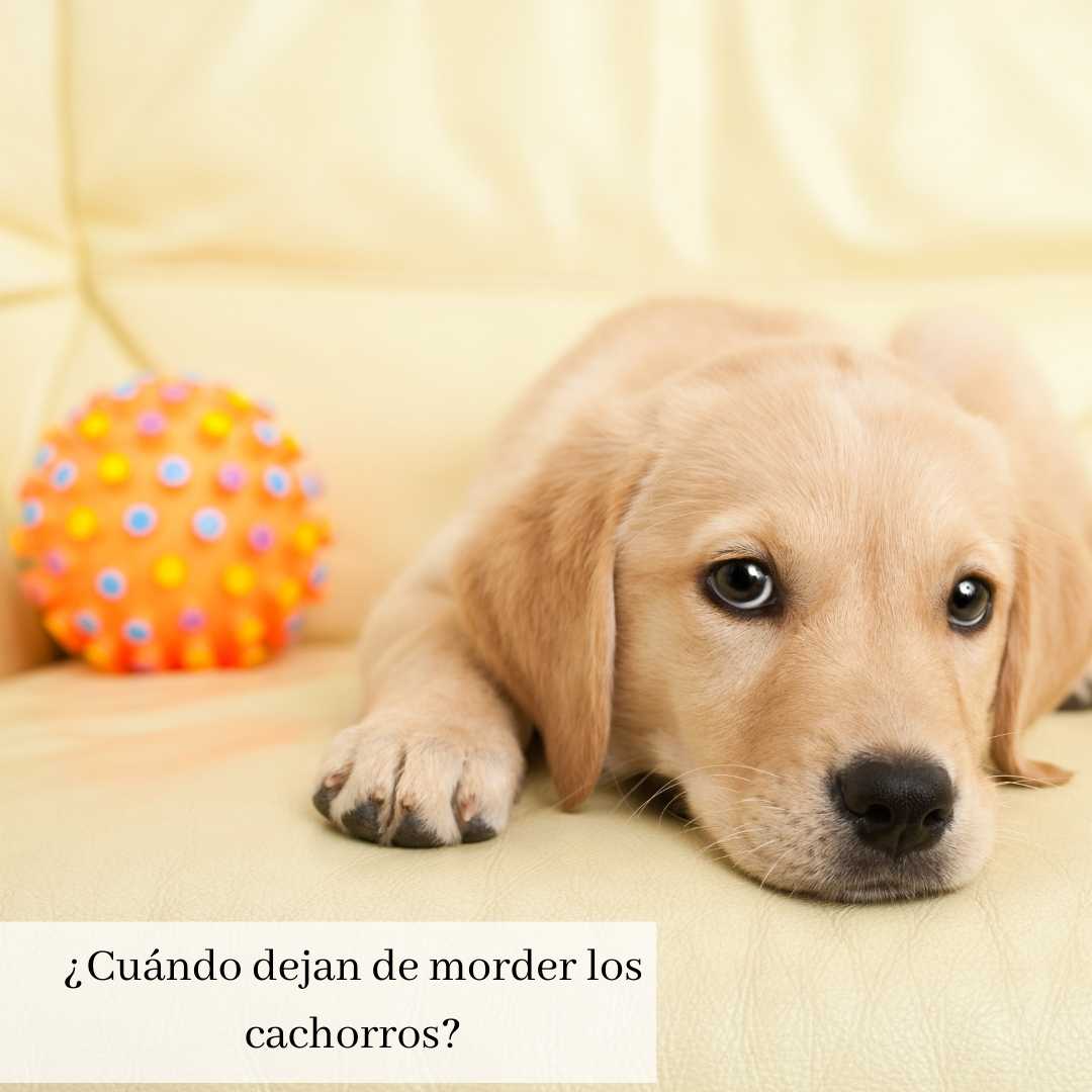 ¿Cuándo dejan de morder los cachorros? ¿Cómo lidiar con un cachorro de labrador al que le están saliendo los dientes?