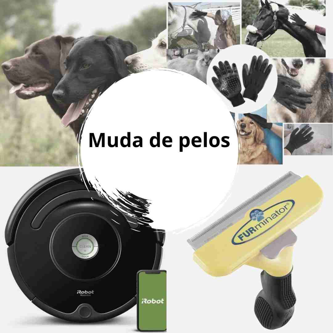 Muda del labrador: Llega la temporada de muda