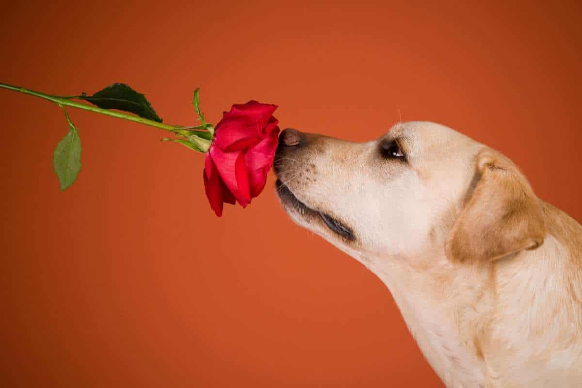 ¿Qué olores no les gusta a los perros cuando van a orinar?