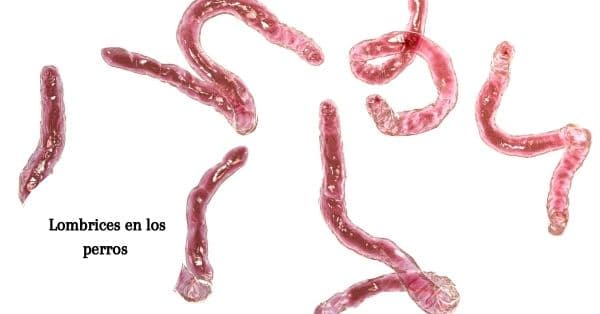 parasitos perro