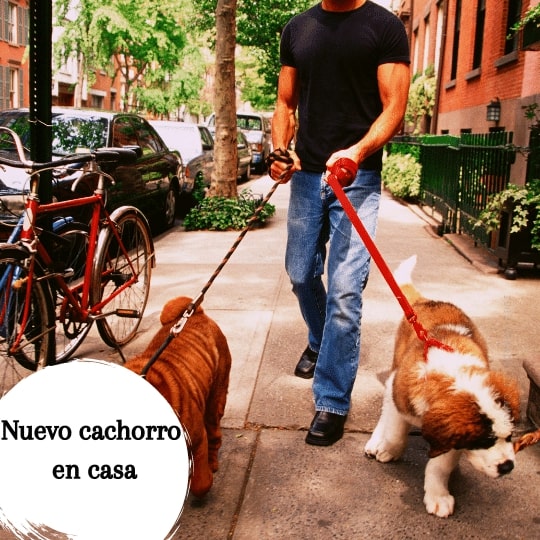 Consejos para introducir un cachorro a la manada