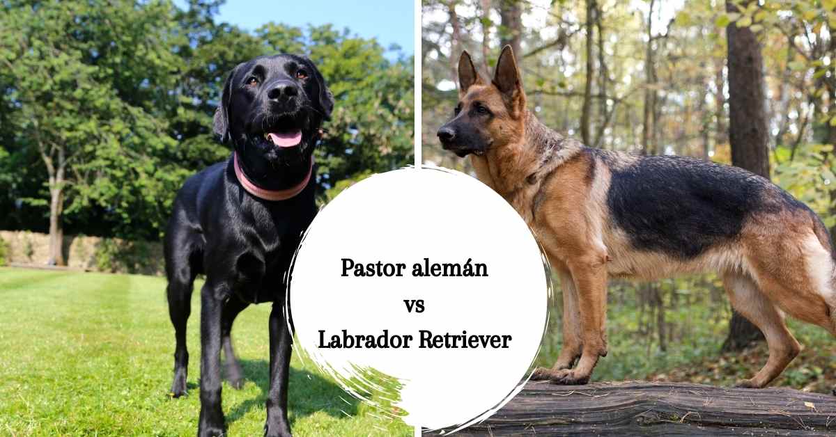 Sheprador: todo sobre el cruce de pastor alemán y labrador retriever