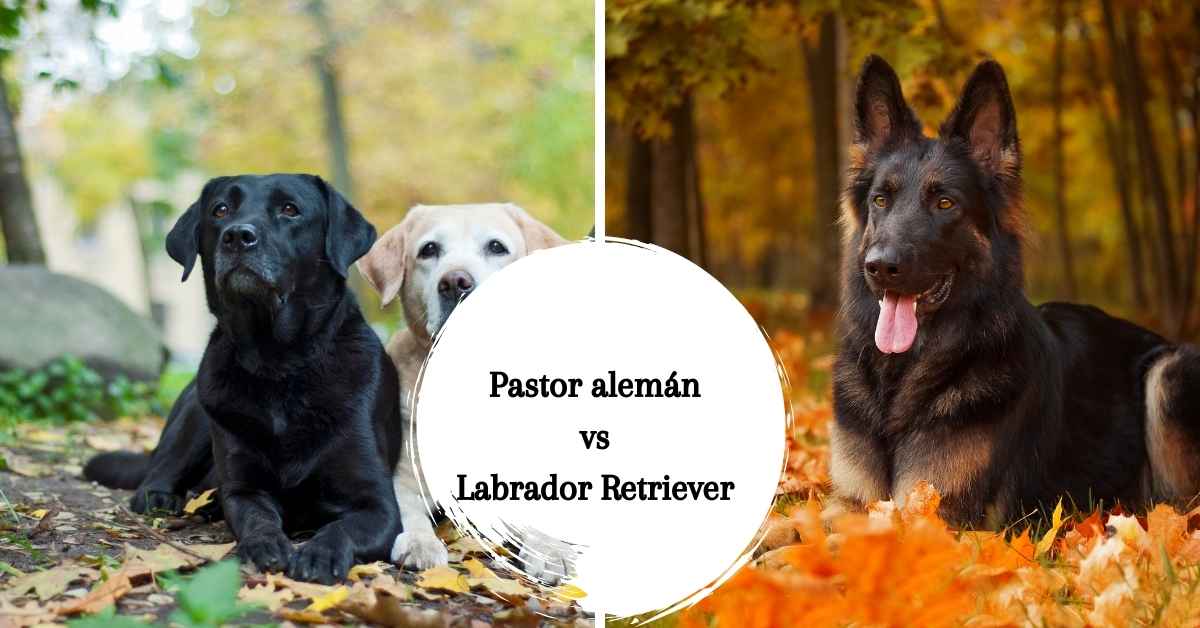 Pastor alemán vs Labrador Retriever ¿Cuál elegir?