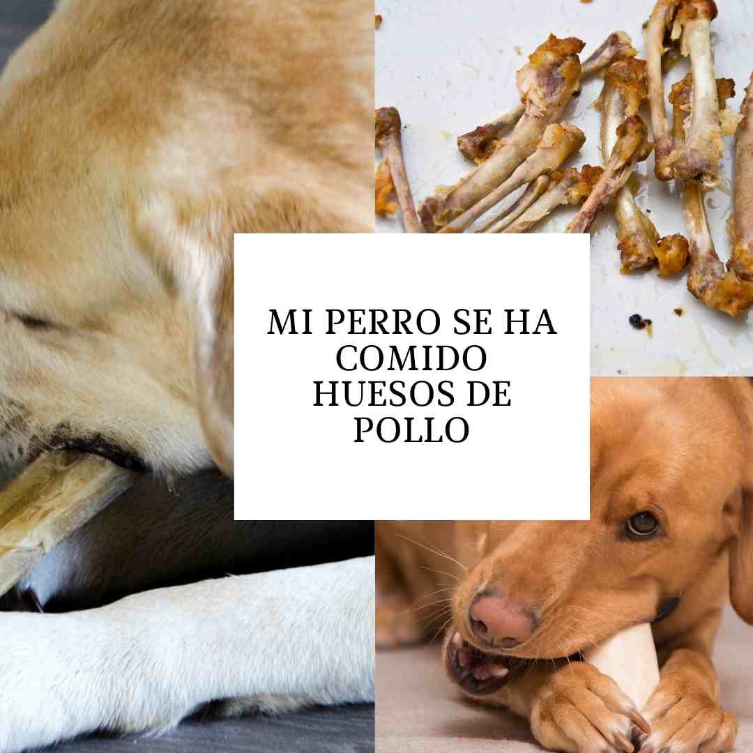 Mi perro se ha comido huesos de pollo, ¿Qué debo hacer ahora?