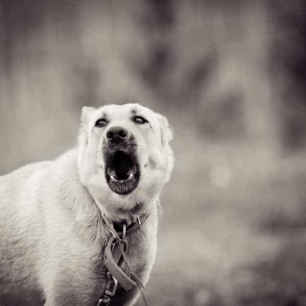 perro ladra por la noche