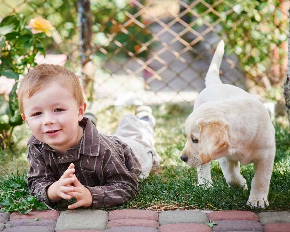 tipo de labrador es mejor como mascota