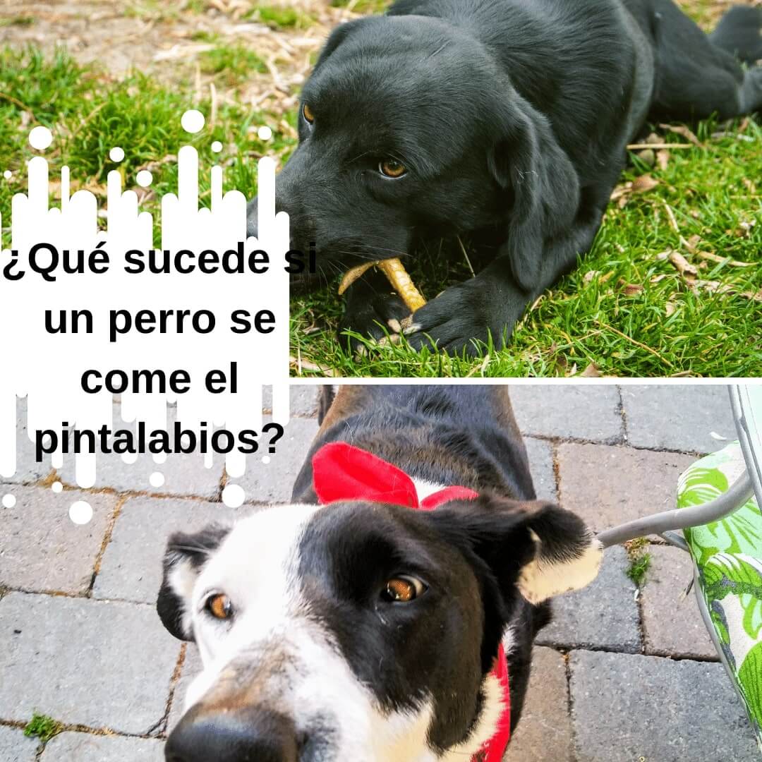 ¡Mi perro se comió mi pintalabios! ¿Qué hacer?