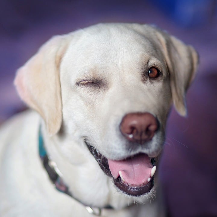 Labrador Retriever Blanco