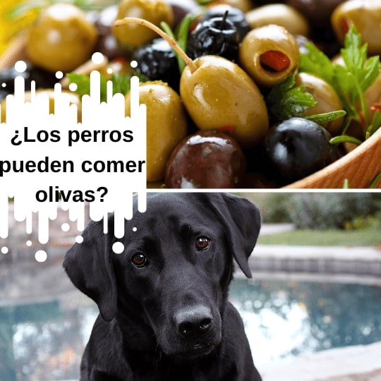 ¿Los perros pueden comer olivas?