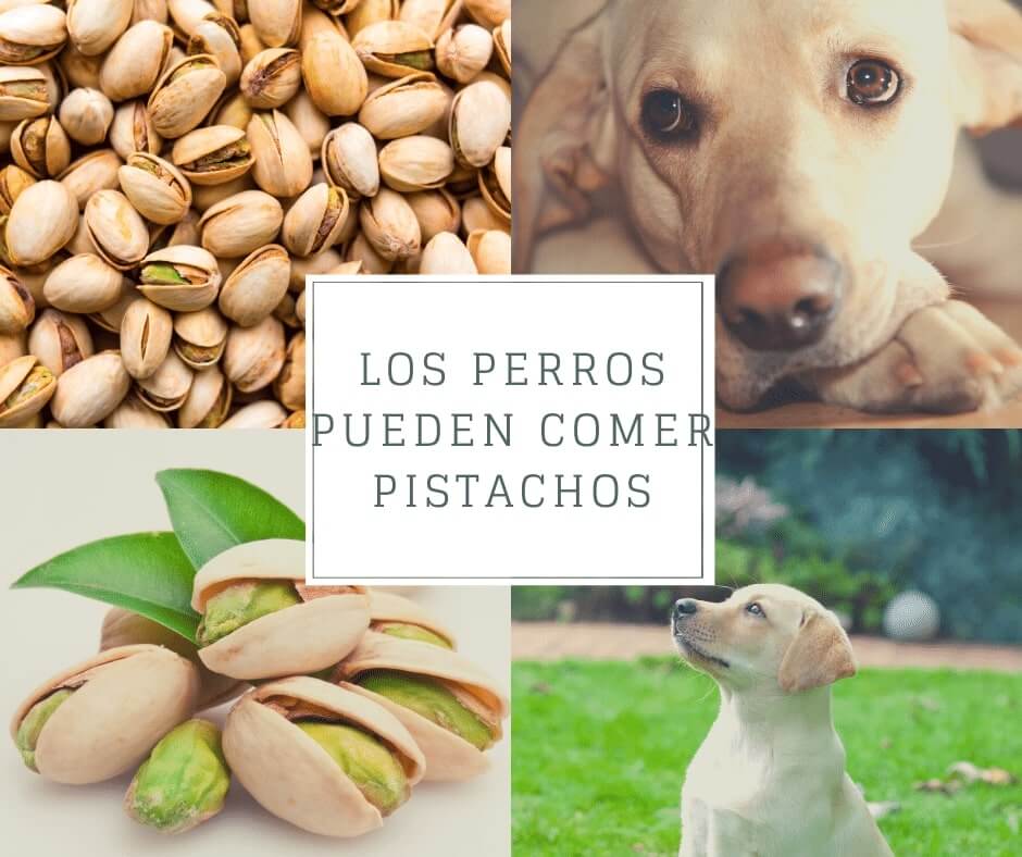 Los perros pueden comer pistachos - ¿Son tóxicos para ellos?