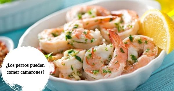 pueden comer camarones los perros
