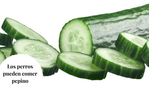 pueden comer pepino los perros