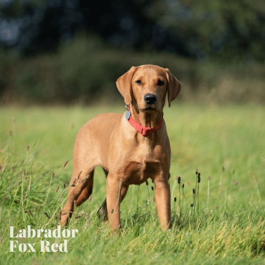 Labrador  Fox Red