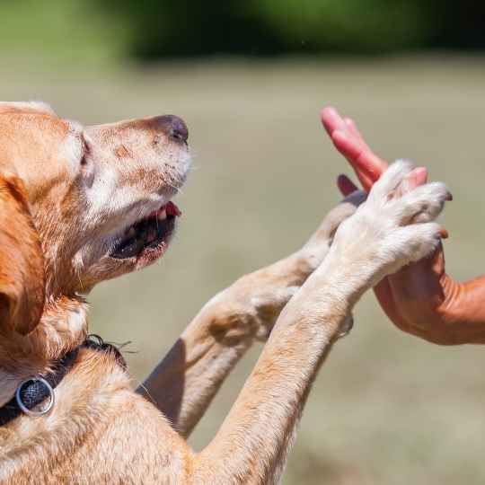 razas de perros tienen los dedos de las patas palmeados
