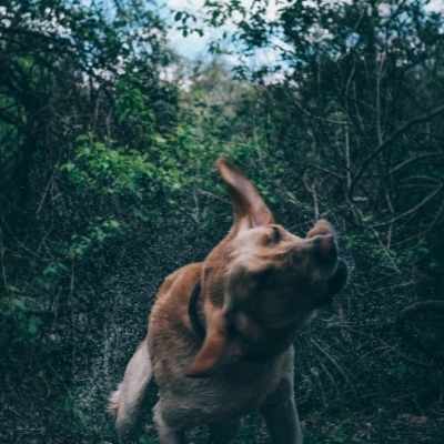 se sacuden cuando los acaricias