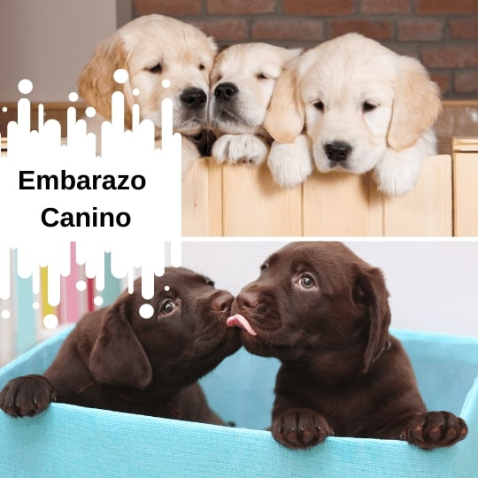 sintomas embarazo perras
