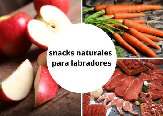 8 Golosinas naturales para alimentar a tu labrador