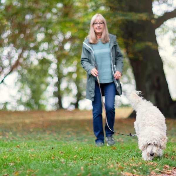 temperamento Labradoodle blanco