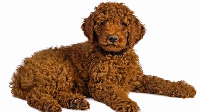 tipos de Labradoodle marrón