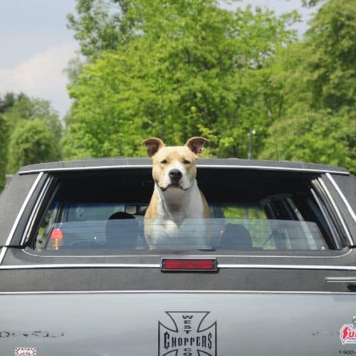 tips para viajar con tu perro