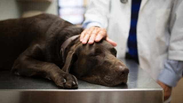 tratamiento de la dilatación-torsión en labradores