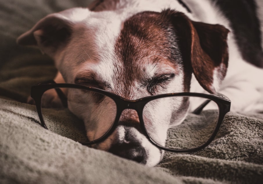 usos de la melatonina para perros
