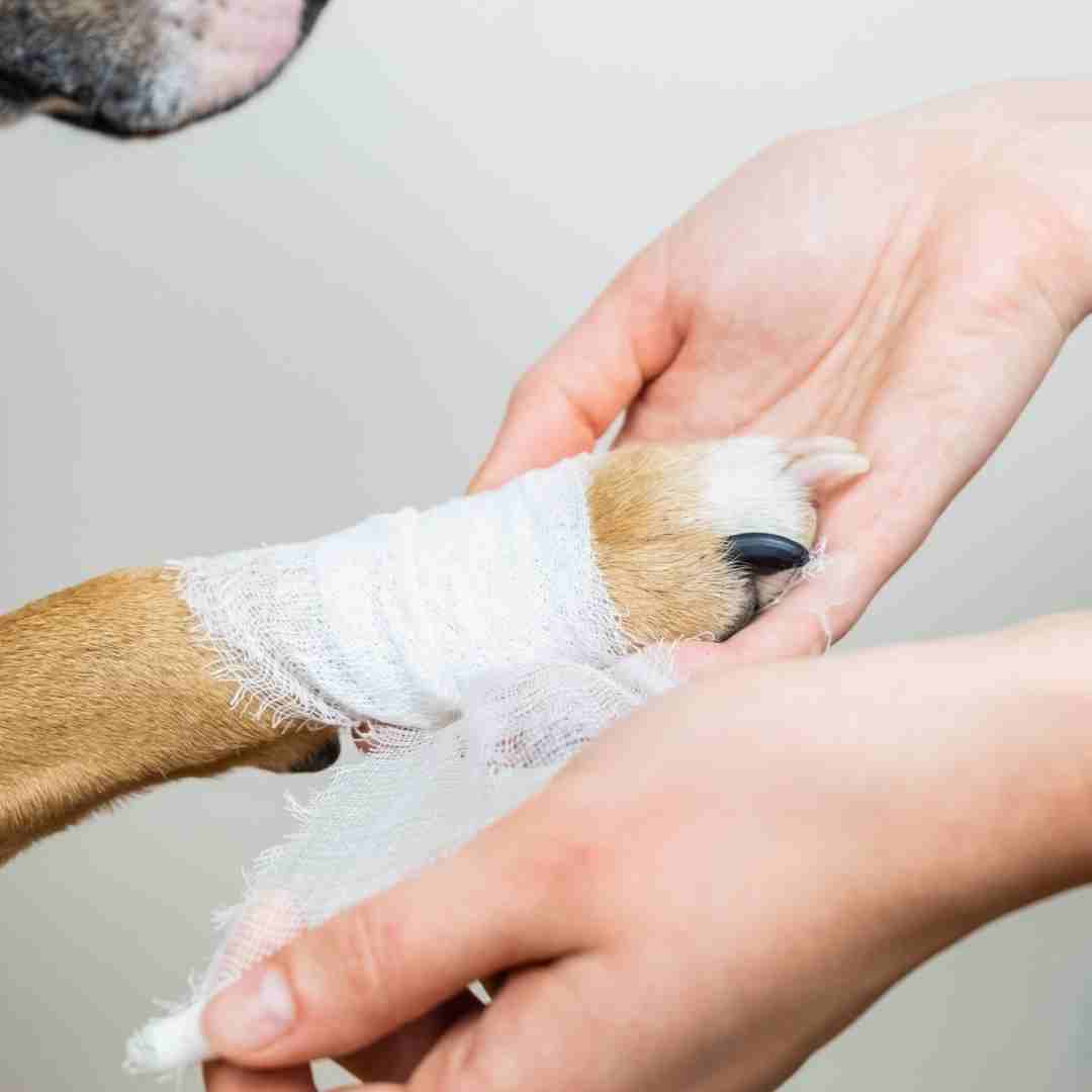 acudir al veterinario