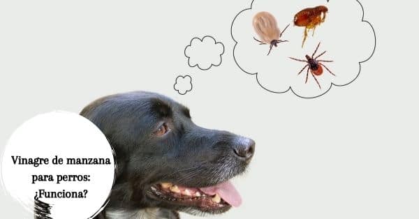 vinagre de manzana para las pulgas