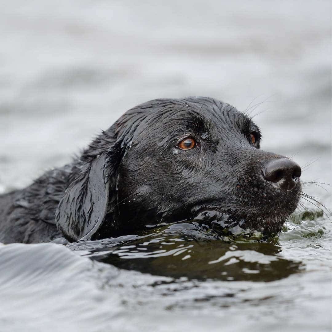 ¡Mi labrador no quiere nadar!