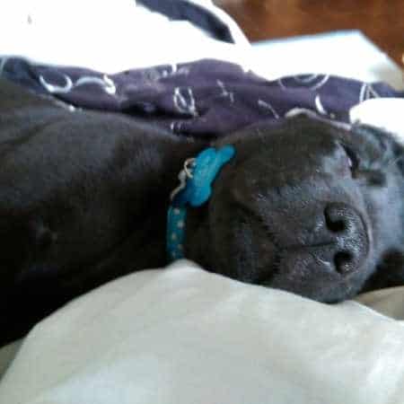 perro durmiendo ojos abiertos