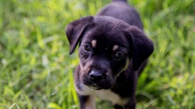 Cómo se adiestra un cachorro para que suelte