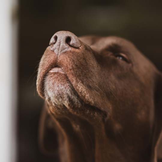¿Por qué huele un labrador?