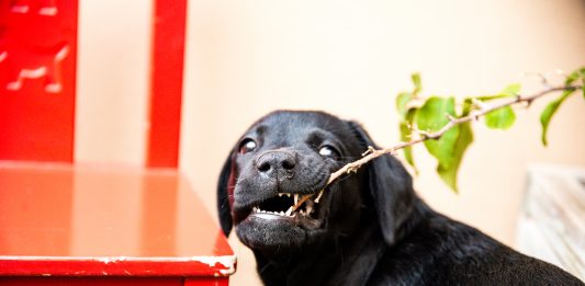 cachorro de labrador de color negro