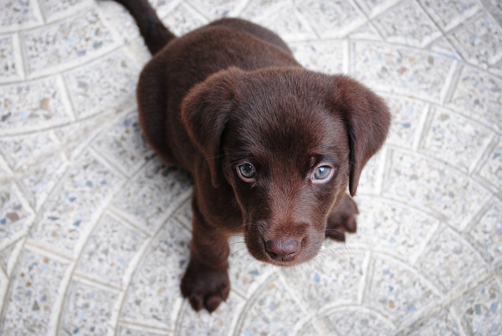 cachorro color chocolate