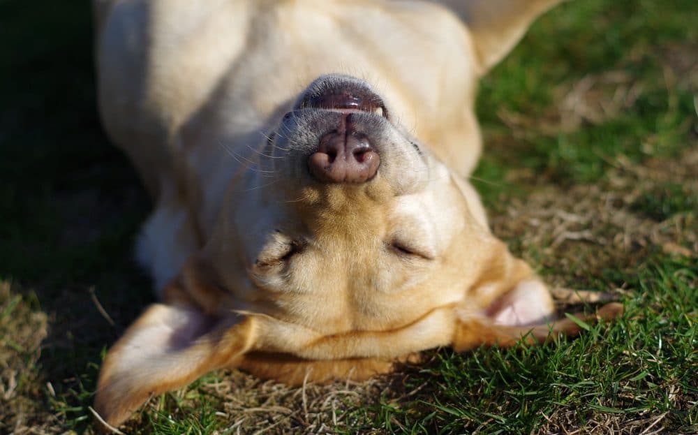Labrador Retriever - ¿Cuánto tiempo viven los labradores?