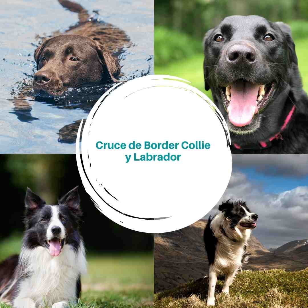 Cruce de Border Collie y Labrador - Guía completa del Borador