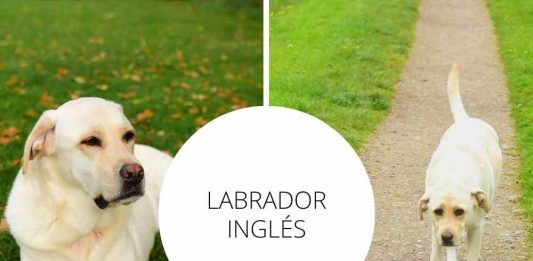 Labrador Inglés