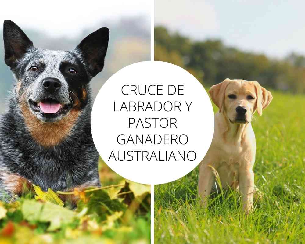 Cruce de Labrador y Pastor ganadero australiano